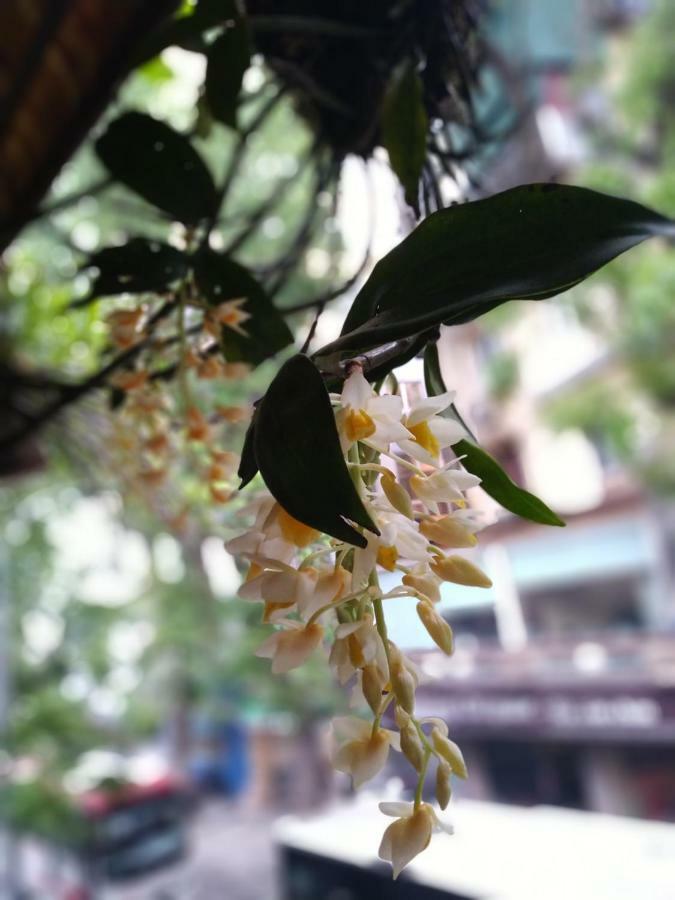 Hanoi Balcony Homestay Bagian luar foto