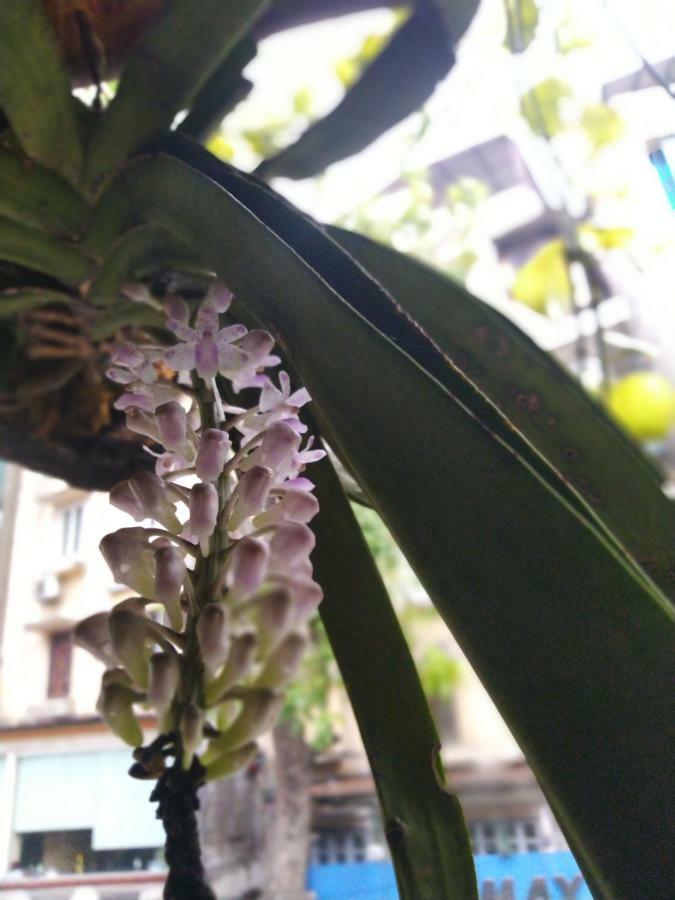 Hanoi Balcony Homestay Bagian luar foto